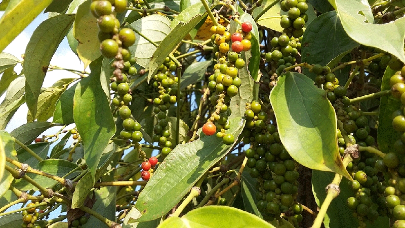 US increases pepper imports from Vietnamese market